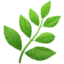 🌿 🌿